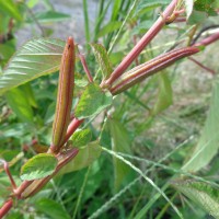 <i>Corchorus olitorius</i>  L.